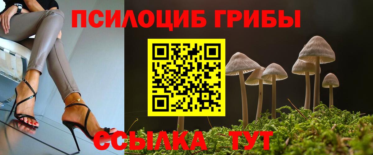 Псилоцибиновые грибы Psilocybe Новодвинск
